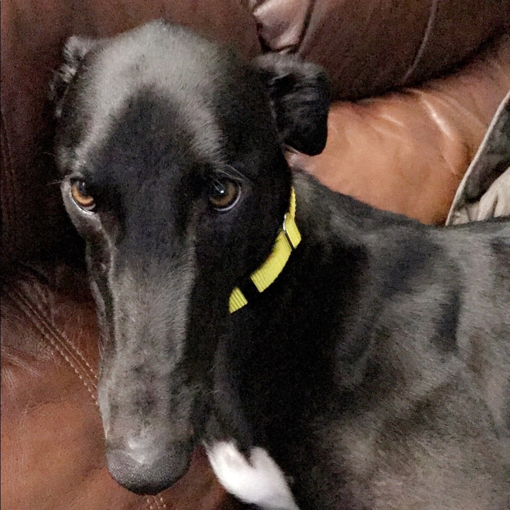 MY GREYHOUND BABY ❤️